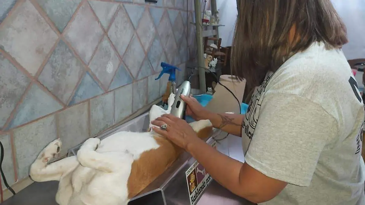 Esterilización de mascotas